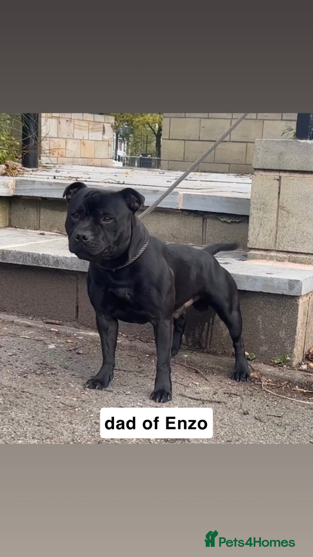 Staffordshire Bull Terrier dogs for stud: KC registered Staffordshire Bull Terrier - Image 2