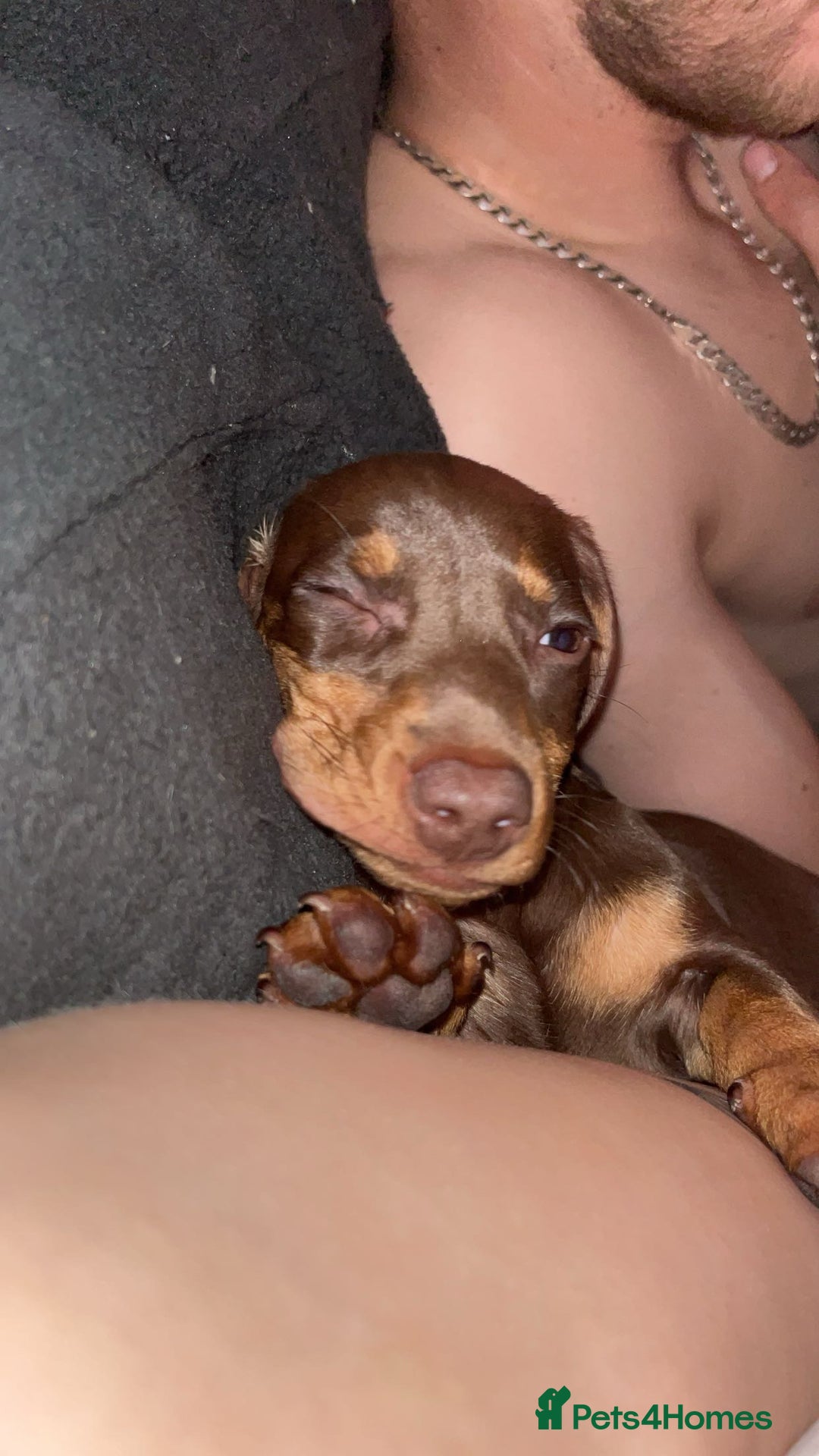 Dachshund dogs for sale: Dollie the Dachshund - Advert 8