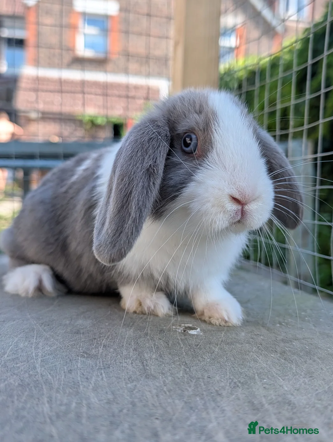 Mixed Breed rabbits for sale: Mini lop  - Advert 2