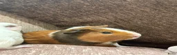 Guinea Pig rodents for sale: Two male guinea pigs for adoption in Pinner - Advert 3
