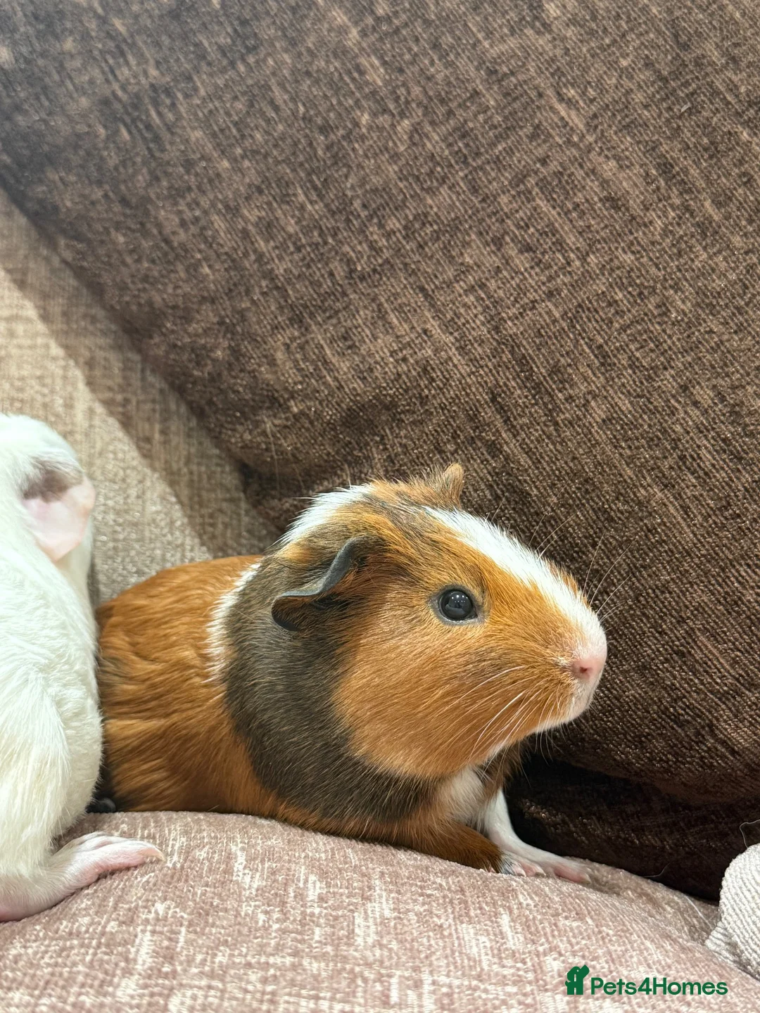 Guinea Pig rodents for sale: Two male guinea pigs for adoption in Pinner - Advert 3