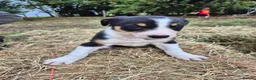 Border Collie dogs for sale: Border Collie Puppies for Sale in Ruthin - Advert 15