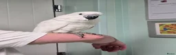 Cockatoo birds for sale: (Rare chance) Handreared Umbrella Cockatoo & Galah - Advert 4