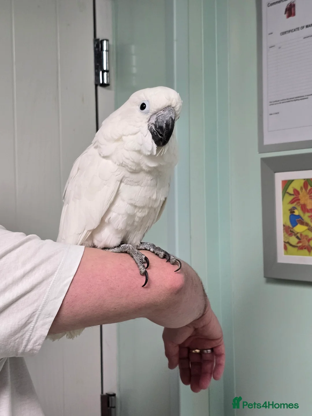 Cockatoo birds for sale: (Rare chance) Handreared Umbrella Cockatoo & Galah - Advert 4