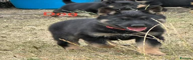 German Shepherd 2