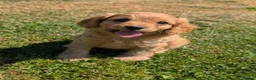 Cavapoo dogs for sale: 🌟 F1 Cavapoo Puppies –  Health Tested Parents - Advert 6