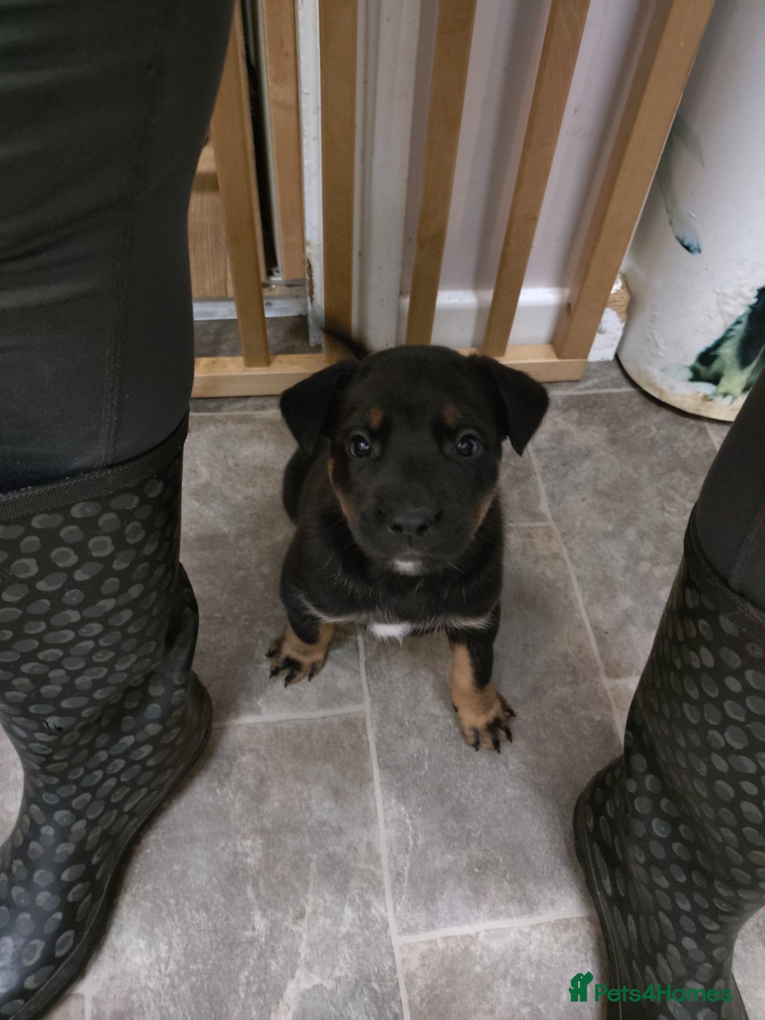 Mixed Breed dogs for sale: Huntaway X German shepherd X  - Advert 13