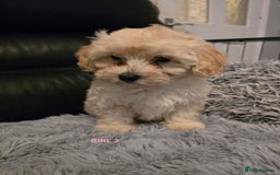 Maltipoo dogs for sale: MALTIPOO PUPPIES FOR SALE - Image 20
