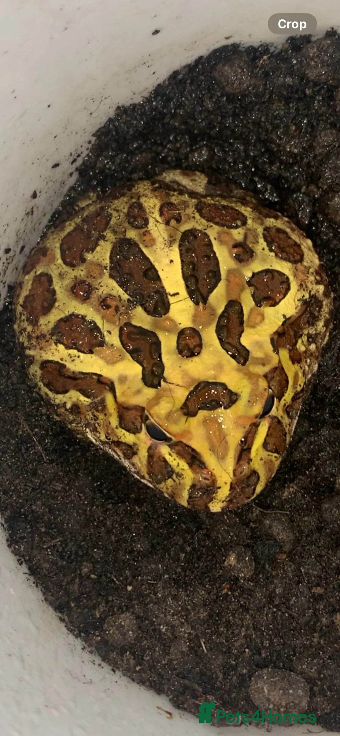 Frog reptiles for sale: Pac-Man Frogs cb26  - Advert 6