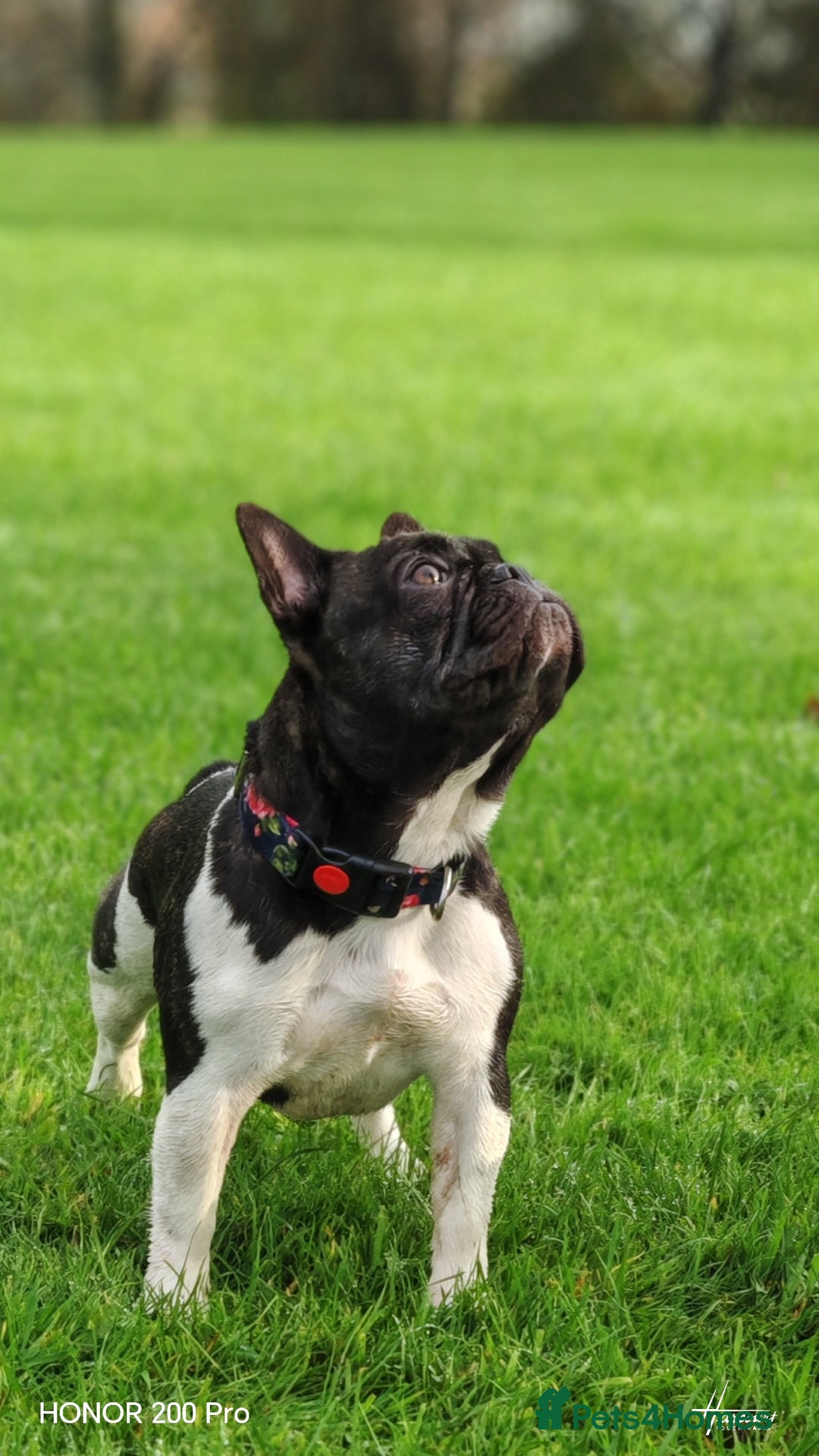 French Bulldog dogs for sale: French Bulldog  - Advert 2