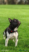 French Bulldog dogs French Bulldog - Advert 4
