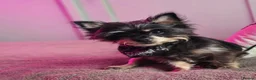 Miniature Schnauzer dogs for sale: Saya my beautiful 2 year old in Cardiff - Advert 7