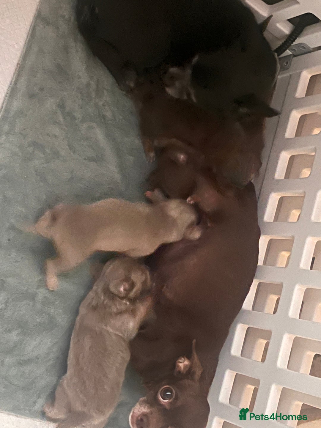 Chihuahua dogs for sale: 2 Male Chihuahuas  - Advert 3