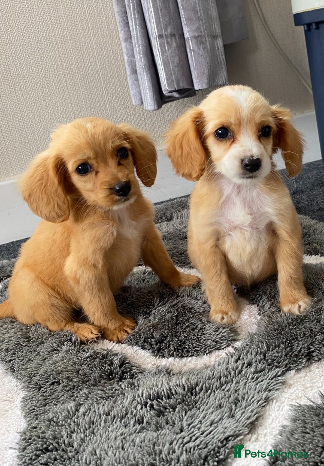 Cockapoo dogs for sale: Cockapoo puppies  - Image 2