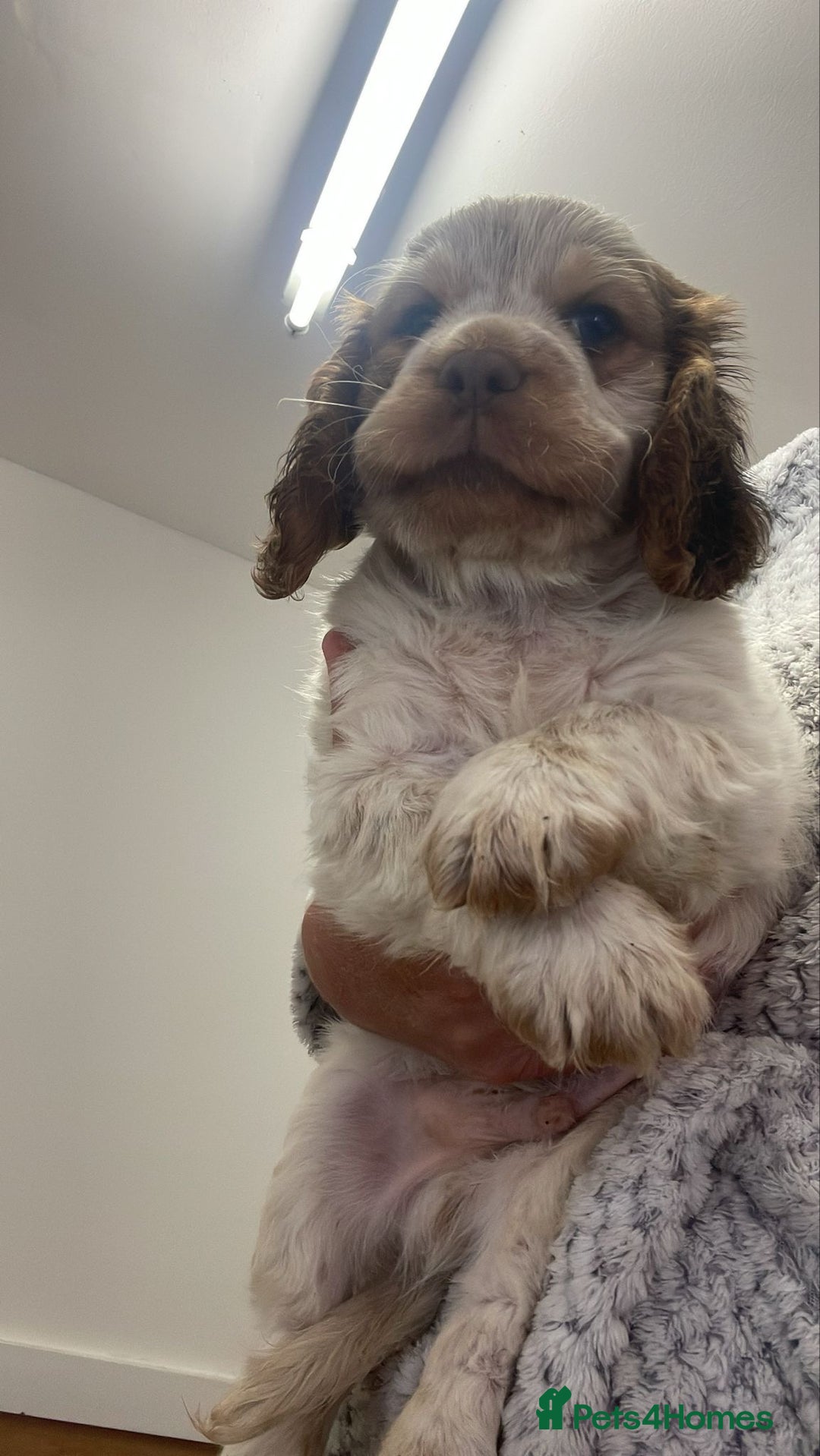 Cocker Spaniel dogs for sale: Show cocker spaniels Chocolate tan and white - Image 6