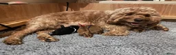 Goldendoodle dogs for sale: Golden Doodle F1b in Inverness - Advert 1