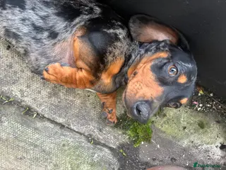 Dachshund dogs Dachshund in Blackburn - Advert 17