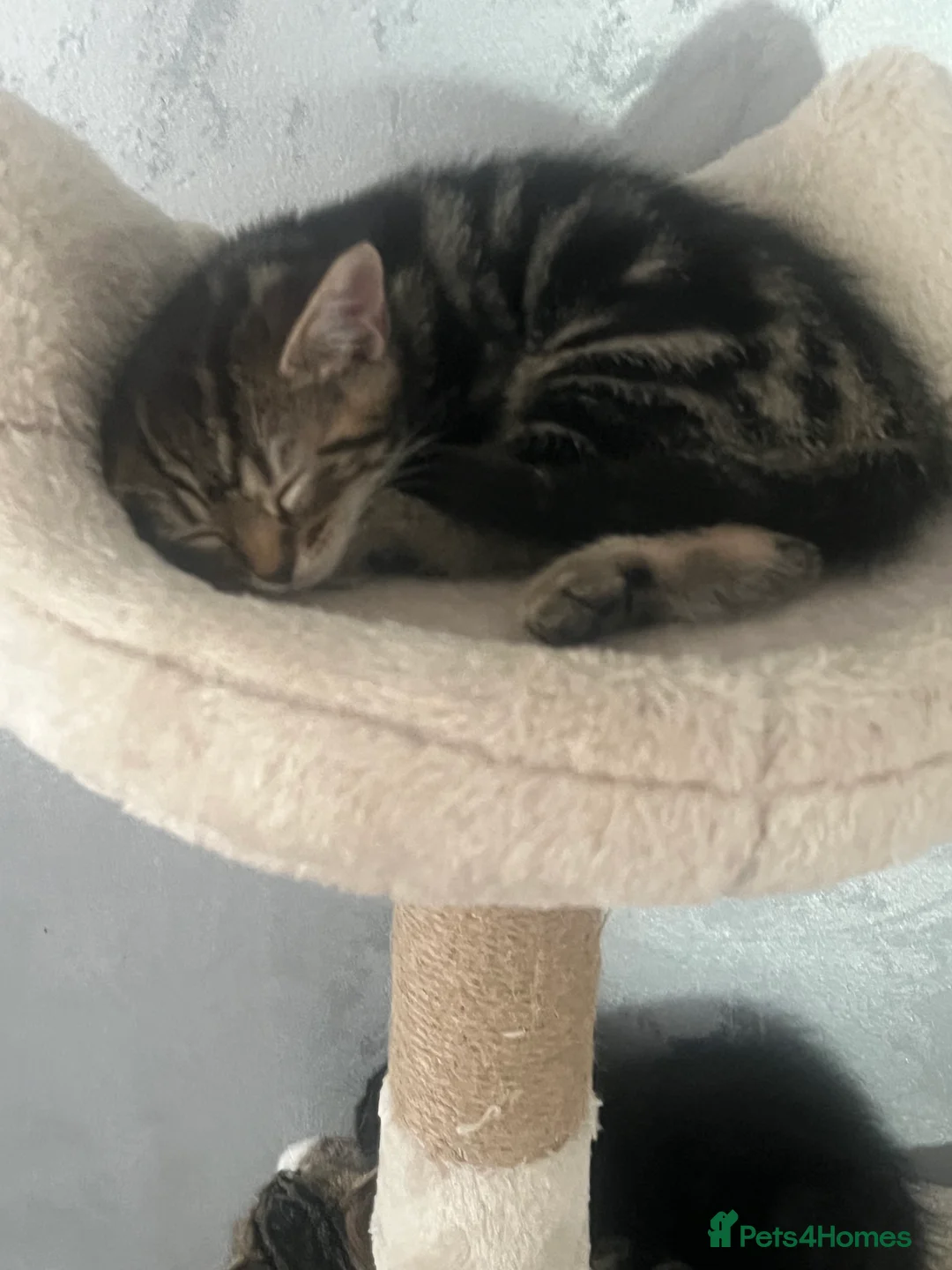 Mixed Breed cats for sale: 4 beautiful kittens  - Advert 2