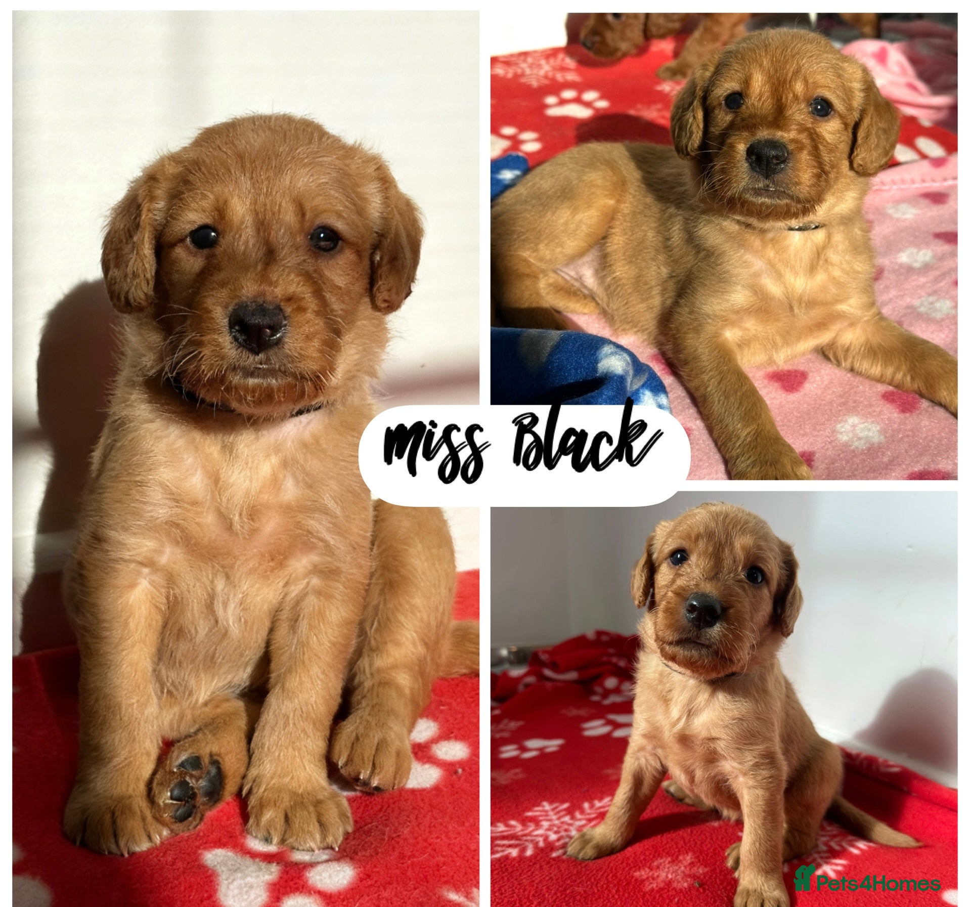 Labradoodle dogs ⭐️Fully Health Tested F1 Miniature Labradoodles⭐️ - Advert 5