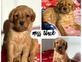 Labradoodle dogs ⭐️Fully Health Tested F1 Miniature Labradoodles⭐️ - Advert 5