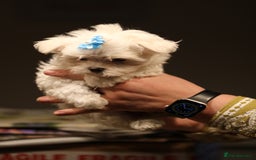 Maltese dogs for sale: 𝐓𝐢𝐧𝐲 𝐊𝐨𝐫𝐞𝐚𝐧 𝐌𝐚𝐥𝐭𝐞𝐬𝐞 𝐩𝐮𝐩𝐬 🐶  - Image 10