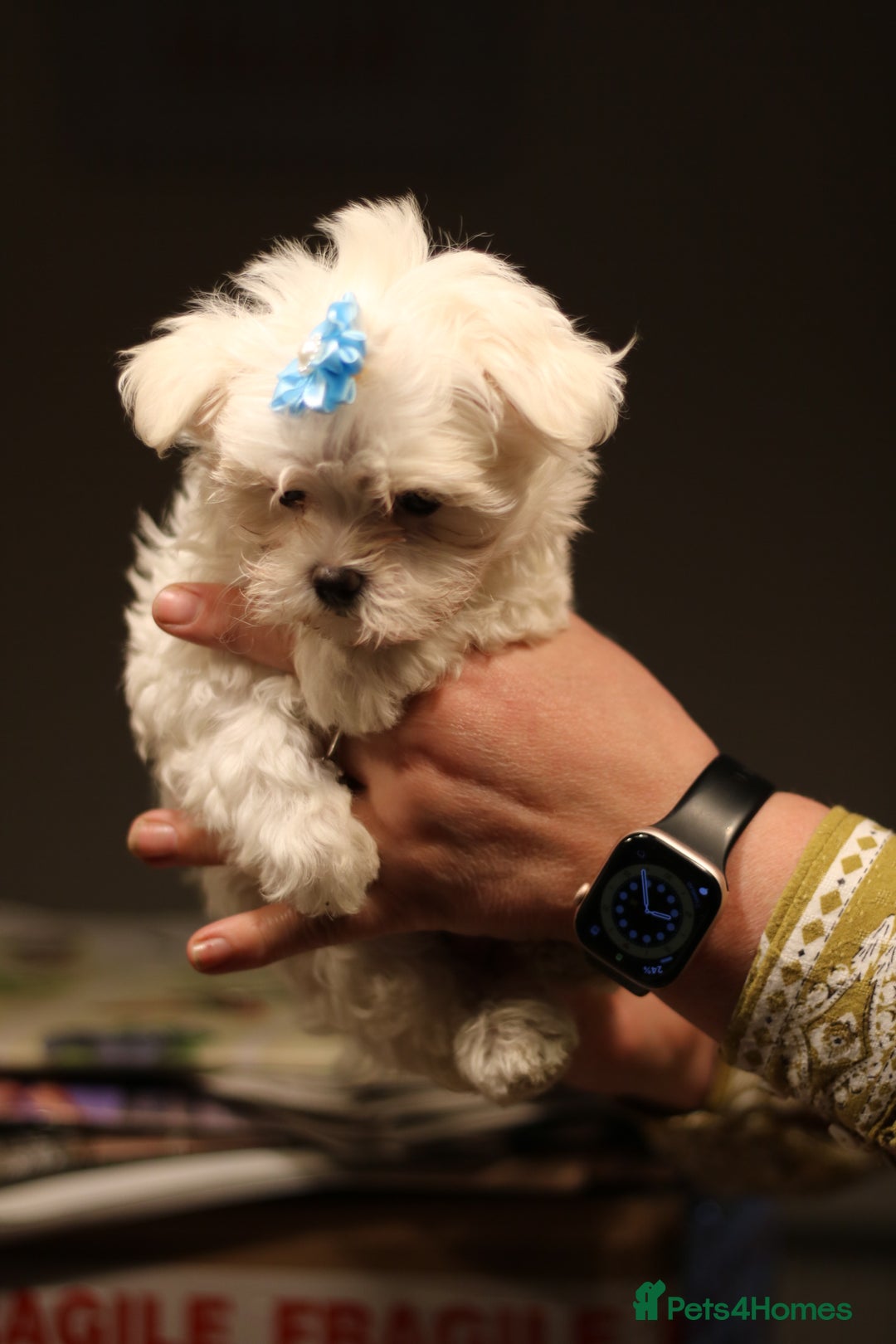 Maltese dogs for sale: 𝐓𝐢𝐧𝐲 𝐊𝐨𝐫𝐞𝐚𝐧 𝐌𝐚𝐥𝐭𝐞𝐬𝐞 𝐩𝐮𝐩𝐬 🐶  - Image 10
