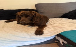 Cocker Spaniel dogs for sale: Female cocker spaniel - Image 4