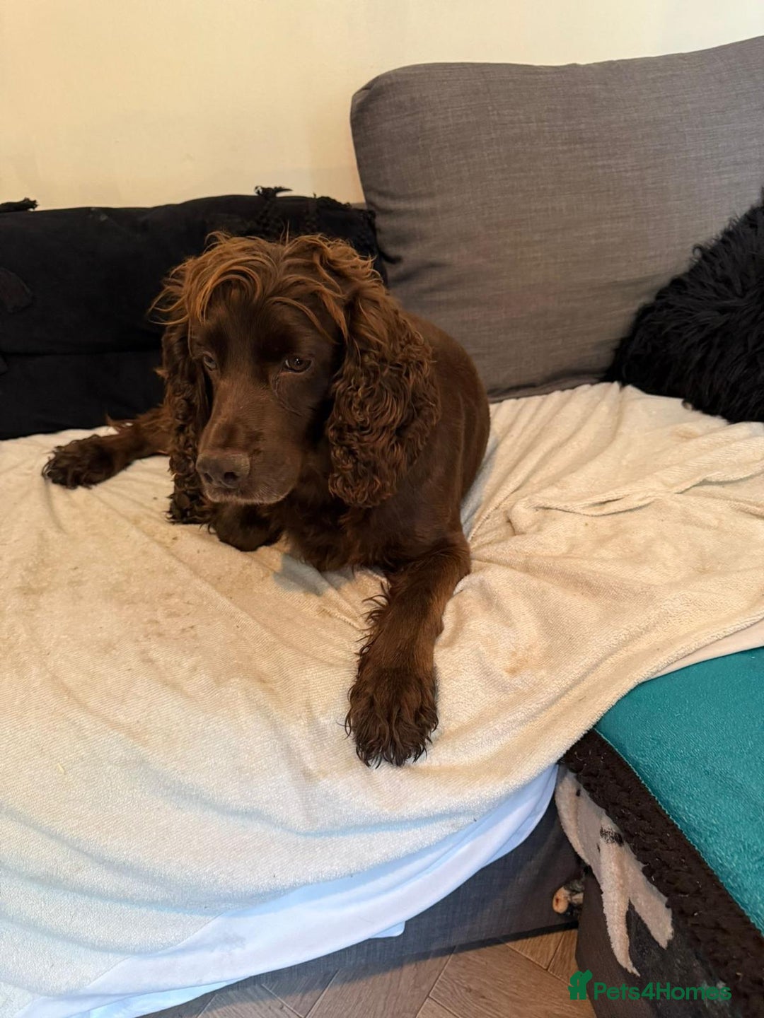 Cocker Spaniel dogs for sale: Female cocker spaniel - Image 4
