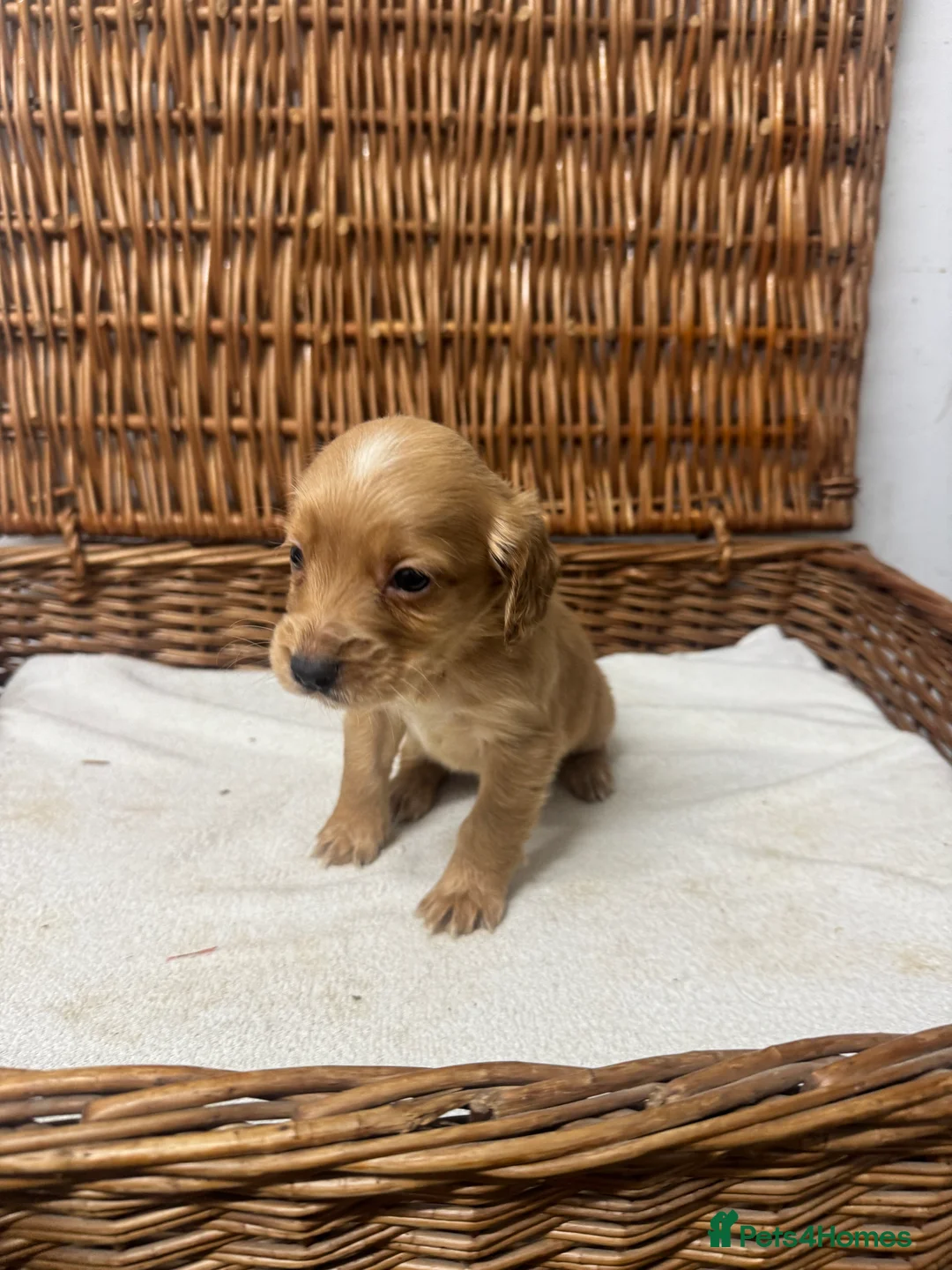 Cocker Spaniel dogs for sale: Fully DNA health tested cocker spaniel puppies - Advert 23