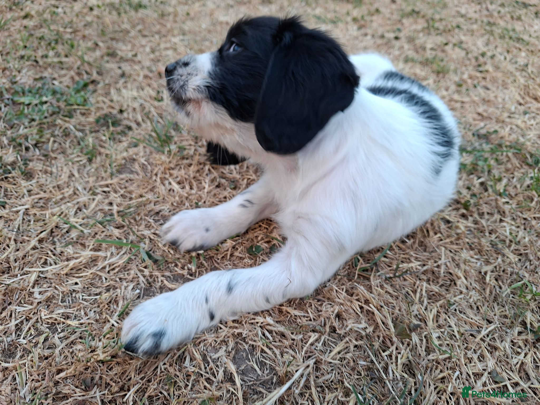 English Springer Spaniel dogs Working springer spaniel pups - Advert 2
