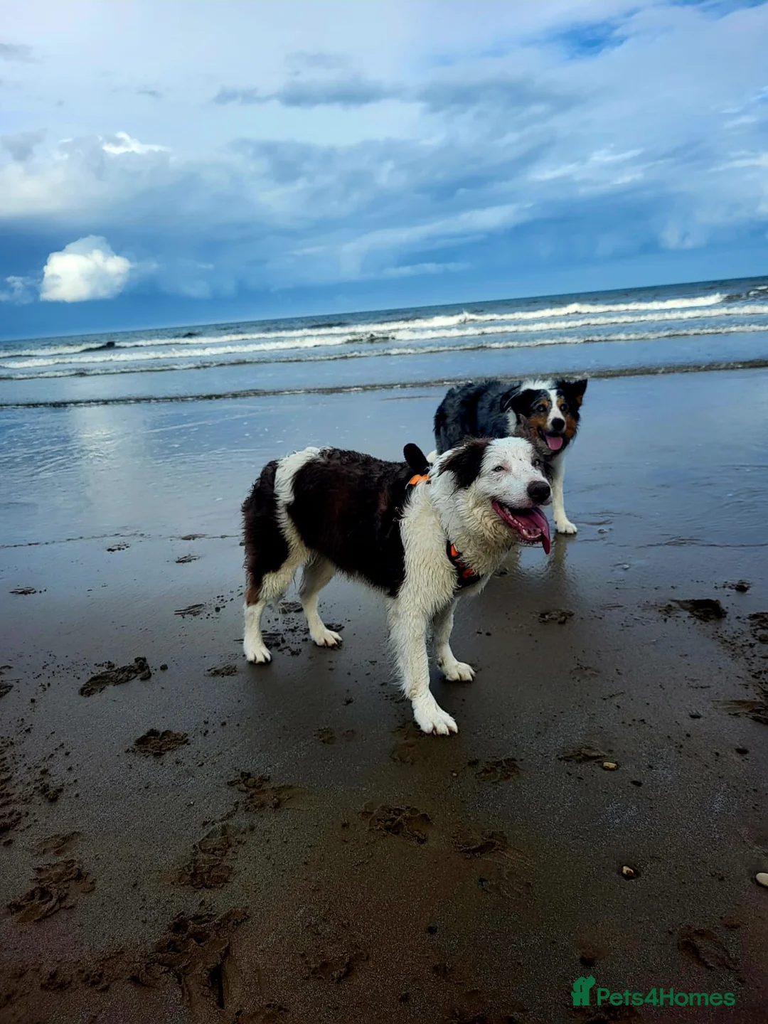 Border Collie dogs for sale: Beautiful Border Collies. Parents DNA tested.  - Advert 18