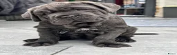 Neapolitan Mastiff dogs for sale: 1 girl puppy Neapolitan mastiff 8 week  - Advert 19