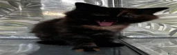 Mixed Breed cats for sale: Beautiful fluffy kitten looking for forever home - Advert 5