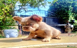 French Bulldog dogs for sale: Beautiful French bulldogs - Image 32