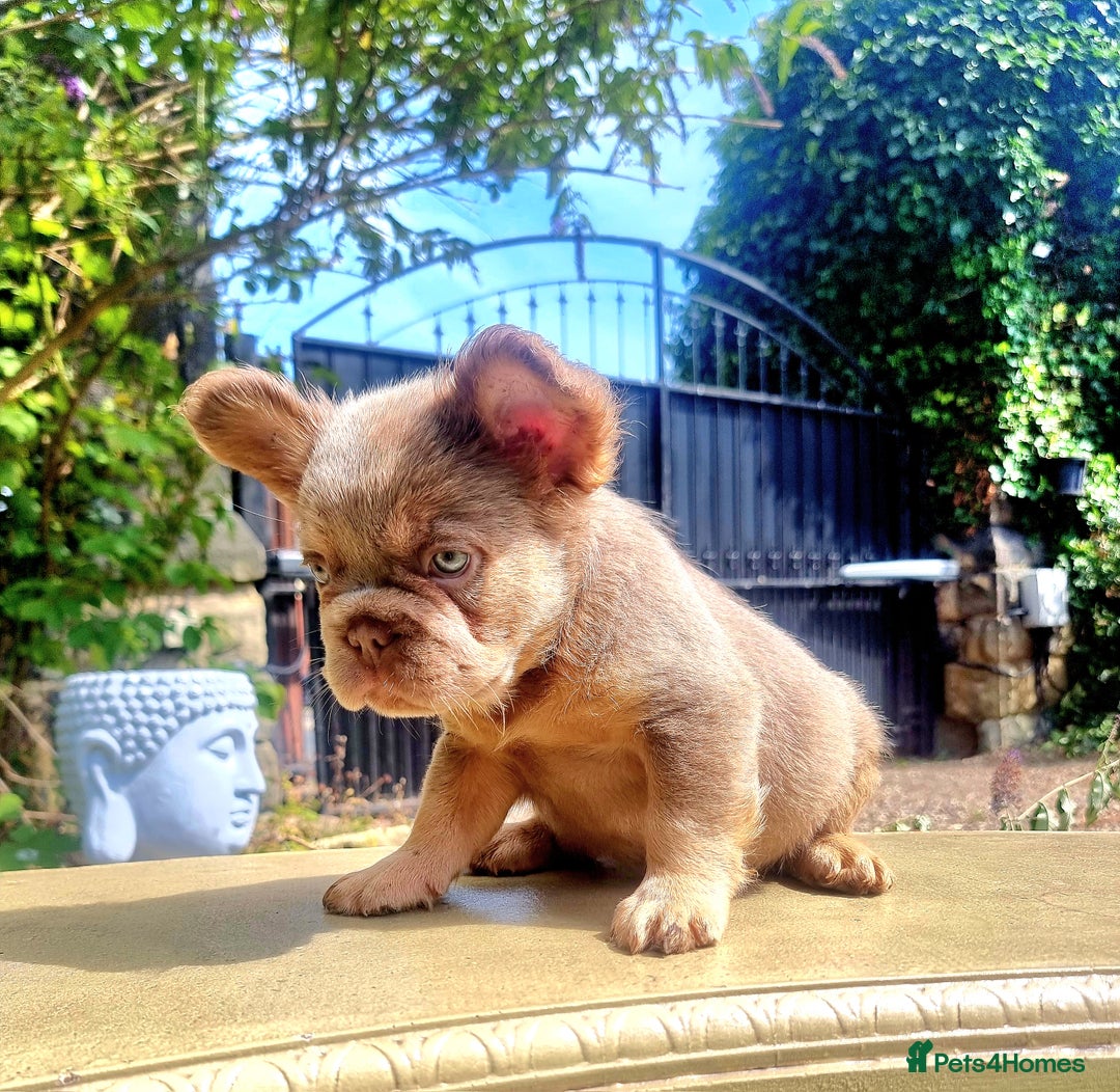 French Bulldog dogs for sale: Beautiful French bulldogs - Image 32