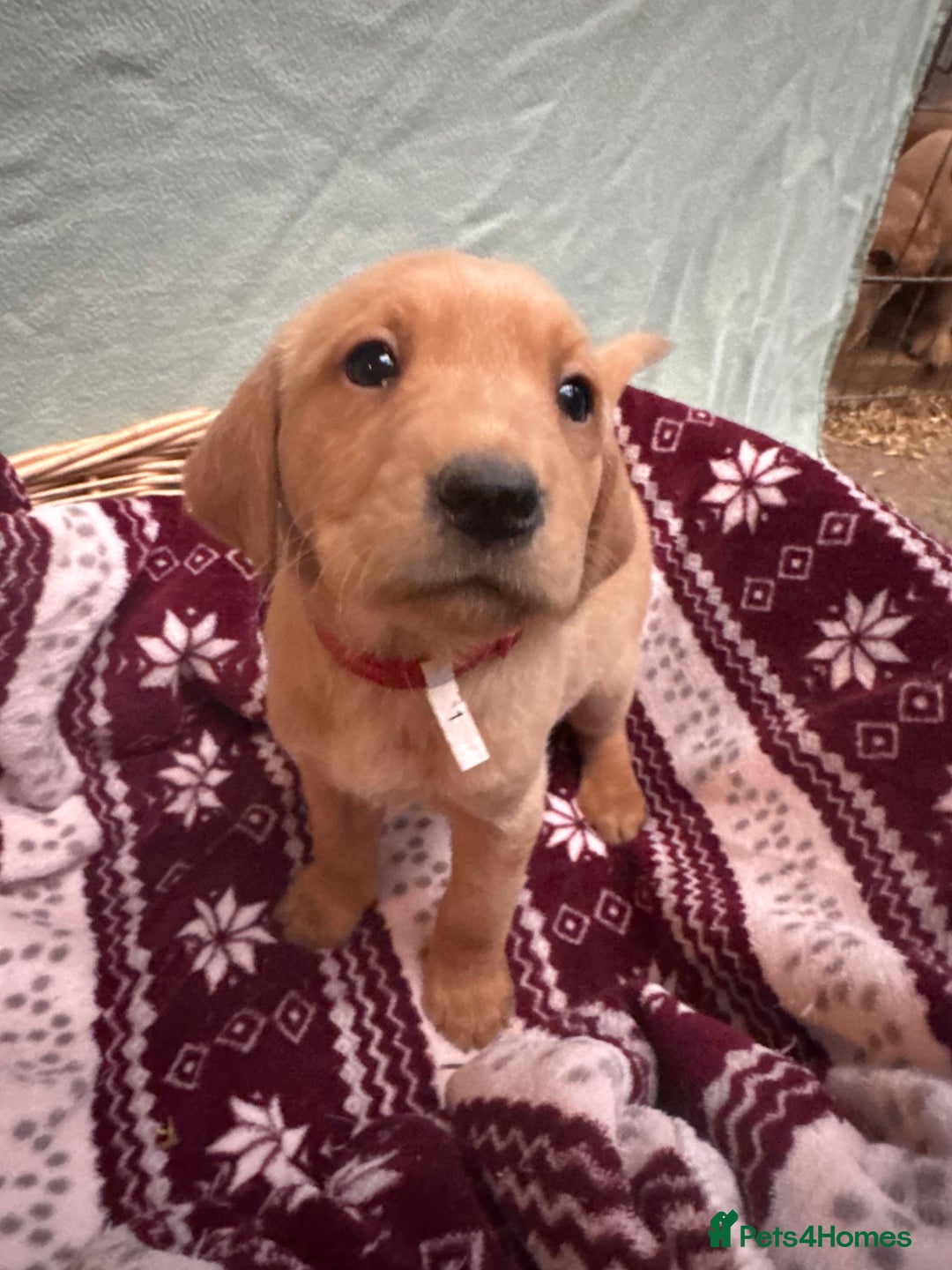 Labrador Retriever dogs for sale: Fox red Labrador puppies.  - Advert 5