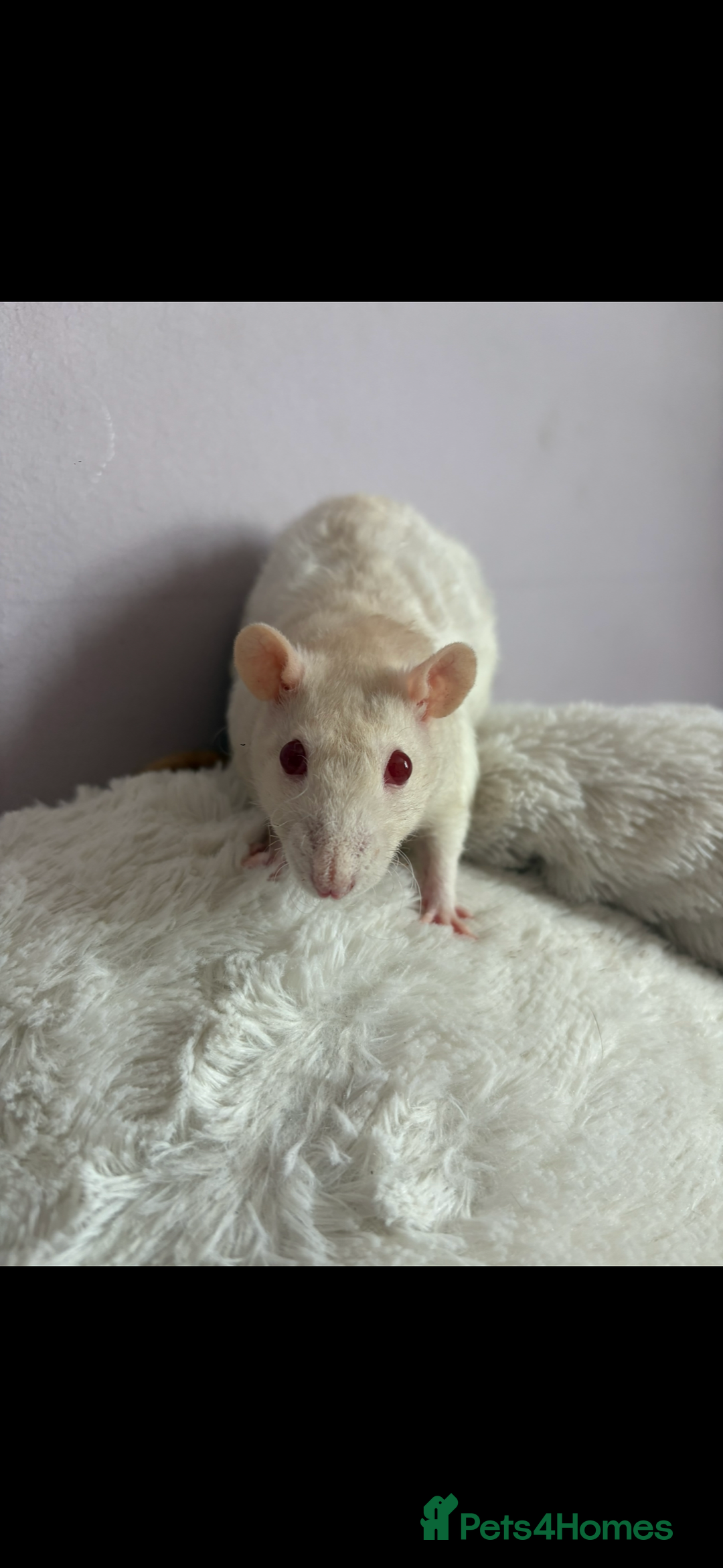 Rat rodents for sale: Two female rats in need rehoming - Advert 4