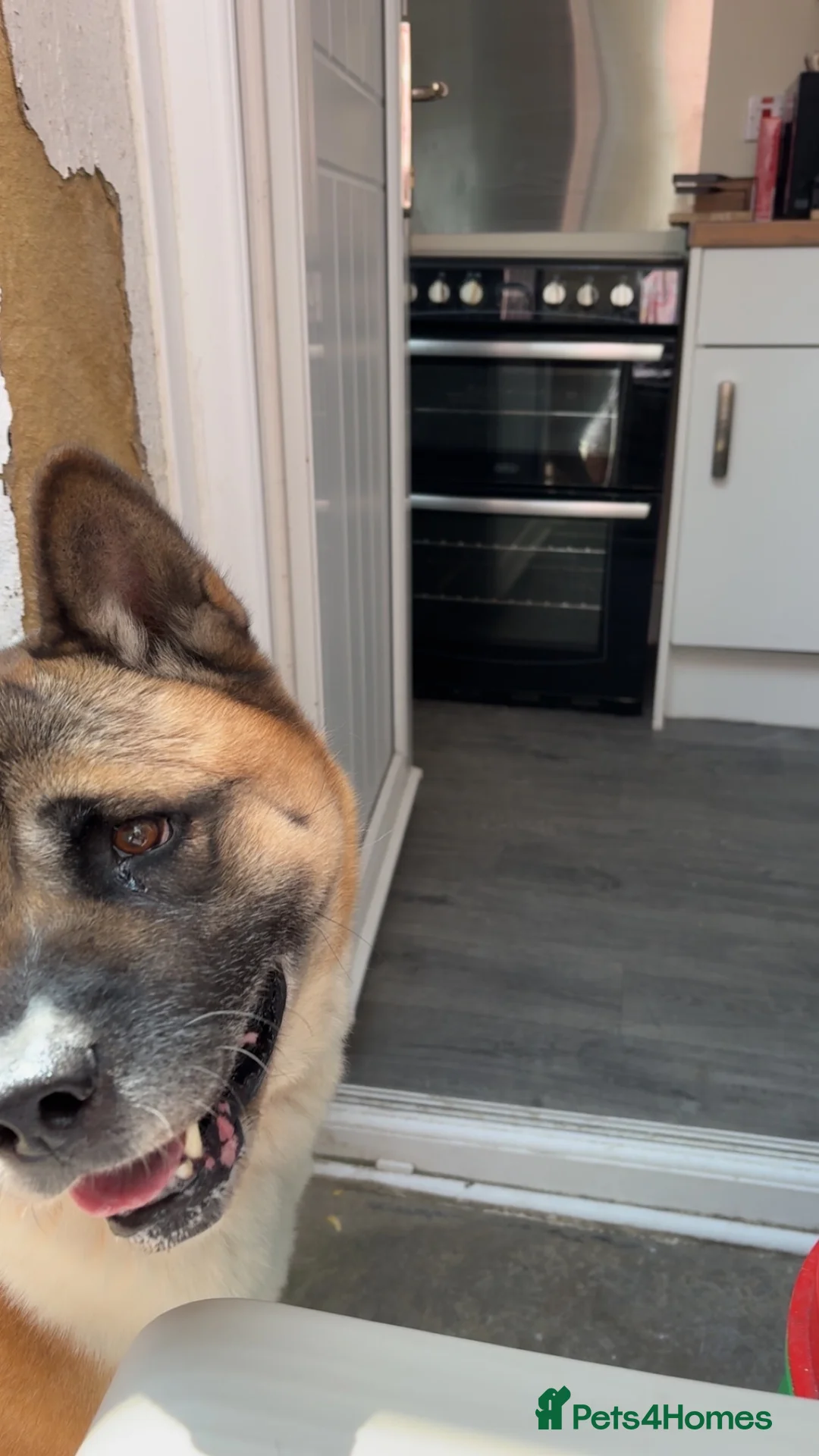 Akita dogs for sale: Beautiful female American akita - Advert 5