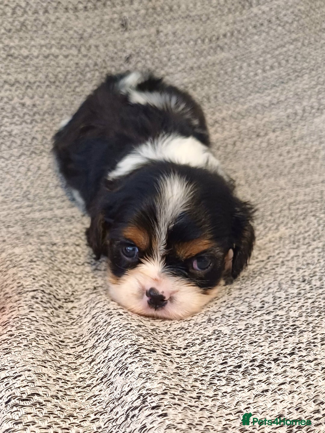 Cavalier King Charles Spaniel dogs for sale: Beautiful quality kc registered cavalier puppies  - Image 13