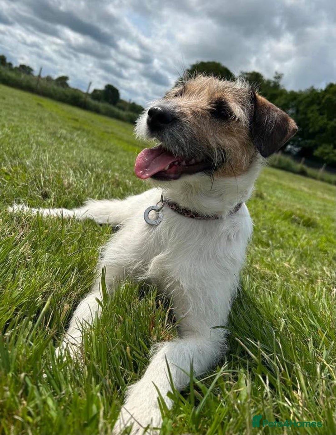 Mixed Breed dogs for adoption: Zori - Badersfield Norfolk  - Image 2