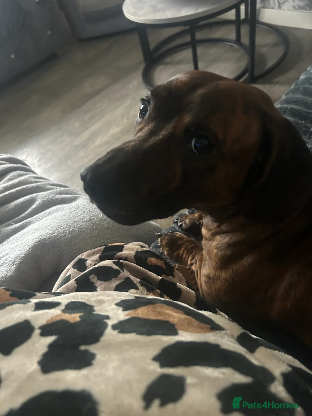 Mixed Breed dogs for sale: Milo 3yrs old staffy dash hound cross to rehome  - Advert 3