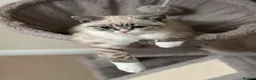 British Shorthair cats for sale: 🌸 British Shorthair Female Kitten – 3 Months Old  in Reading - Advert 2