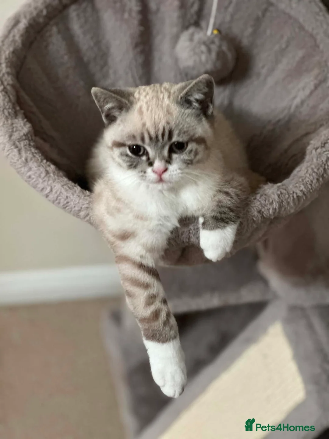 British Shorthair cats for sale: 🌸 British Shorthair Female Kitten – 3 Months Old  in Reading - Advert 2