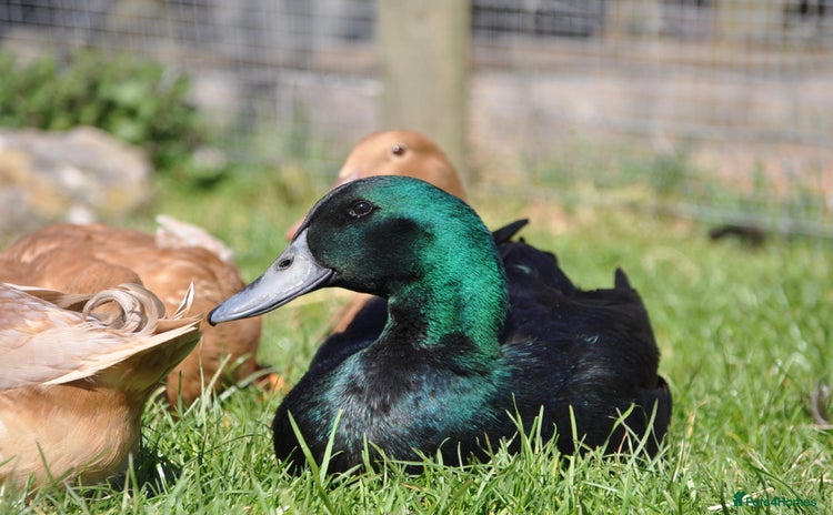 Ducks poultry - Advert 2