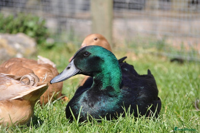 Ducks poultry - Advert 5