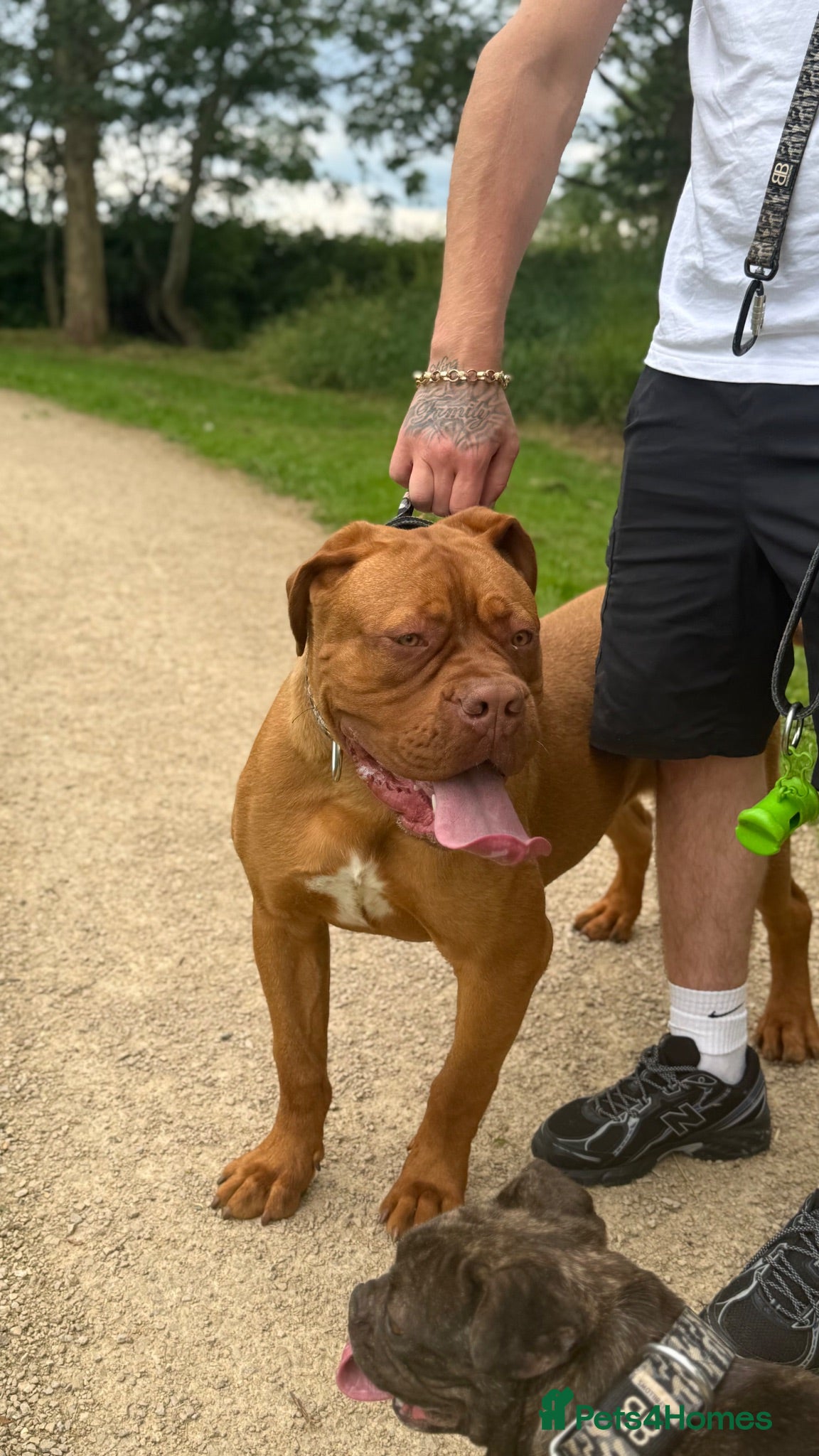 Dogue De Bordeaux dogs Dogue de Bordeaux  - Advert 3
