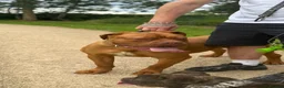 Dogue De Bordeaux dogs for sale: Dogue de Bordeaux  - Advert 1