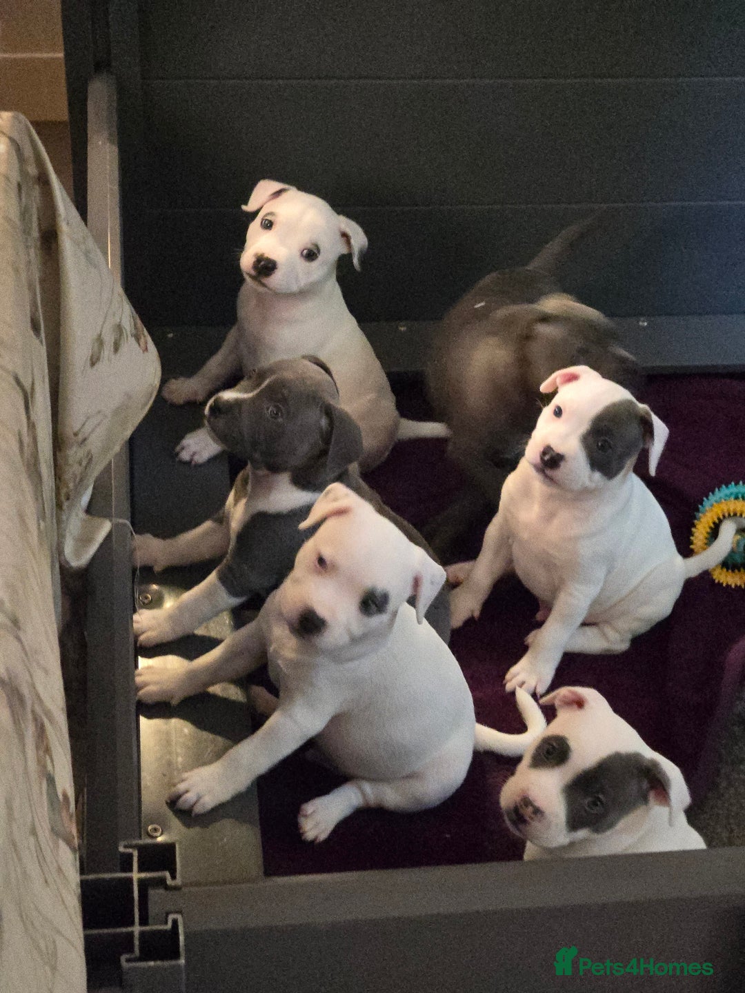 Staffordshire Bull Terrier dogs for sale: VERY RARE TOP QUALITY WHITE BLUE PIED STAFFORD BOY - Image 15