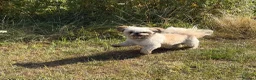 Shih Tzu dogs for stud: Pablo Imperial LOF-KC Shih-tzu - Advert 2