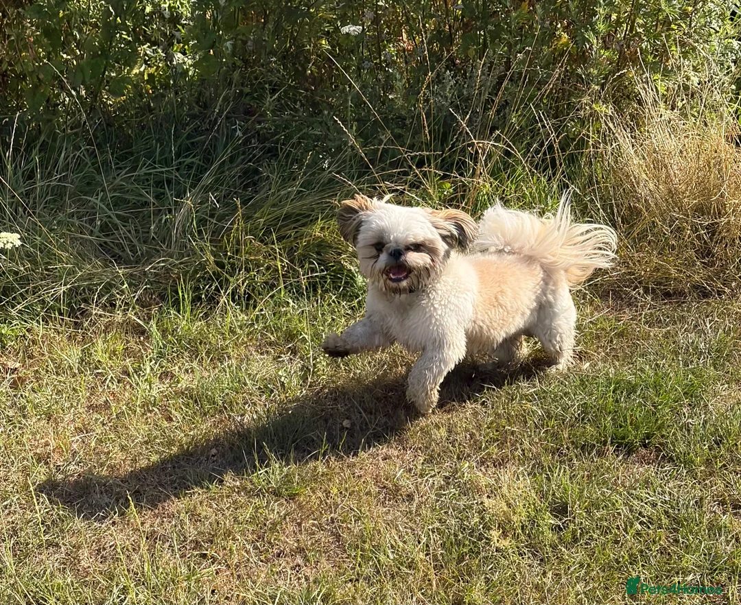 Shih Tzu dogs for stud: Pablo Imperial LOF-KC Shih-tzu - Advert 2